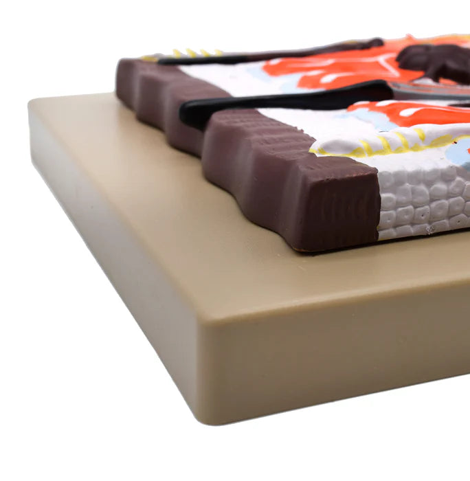 Human Skin Model, 300x Enlarged with Hair