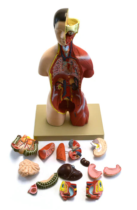 Adult Half-Size Torso Model with Head, 16 parts