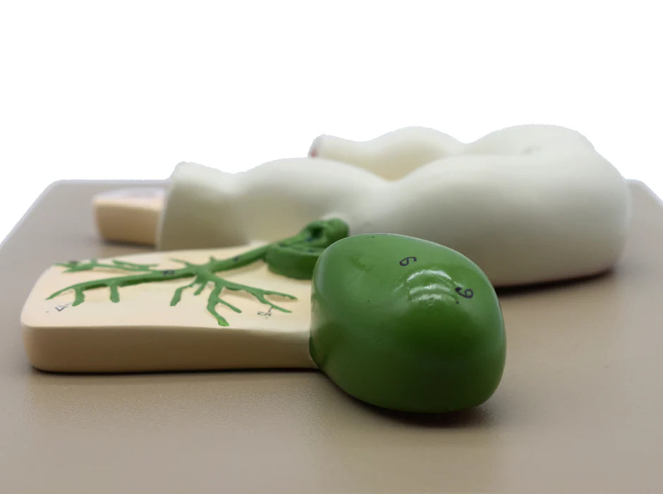 Human Pancreatic Duct Model 3 Dimensional