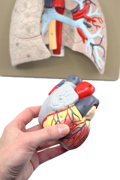 Human Lungs & Heart Model, 5 Parts