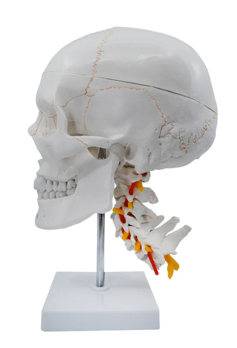 Numbered Skull Model 3D Brain Cervical Vertebrae Natural-Size