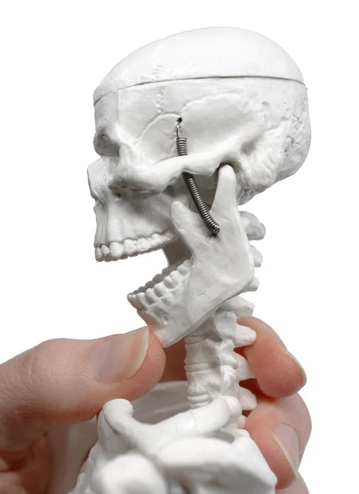 Miniature Human Skeleton Model, 17.5" Tall with Rod Mount & Stand