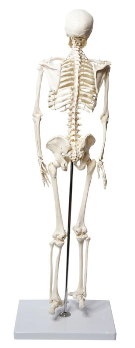 Human Skeleton Model Half Size Articulated Mandible, Rod Mounted