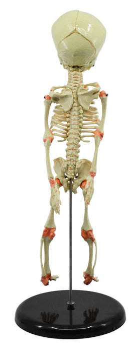 Mini Size Infant Fetus Skeleton Model, Single Skull, Rod Mounted