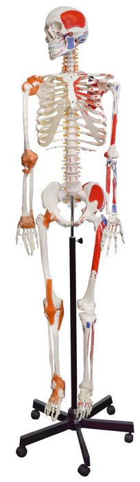 Flexible Muscular Skeleton, Muscle Origin & Insertions, Ligaments