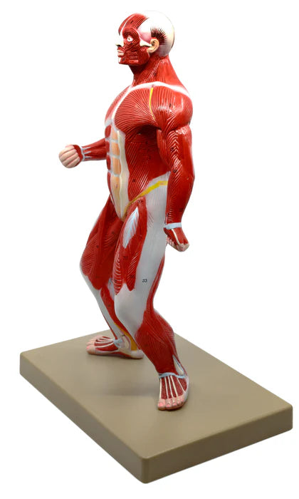 Muscular Body Anatomical Model, 1/4 Life-Size