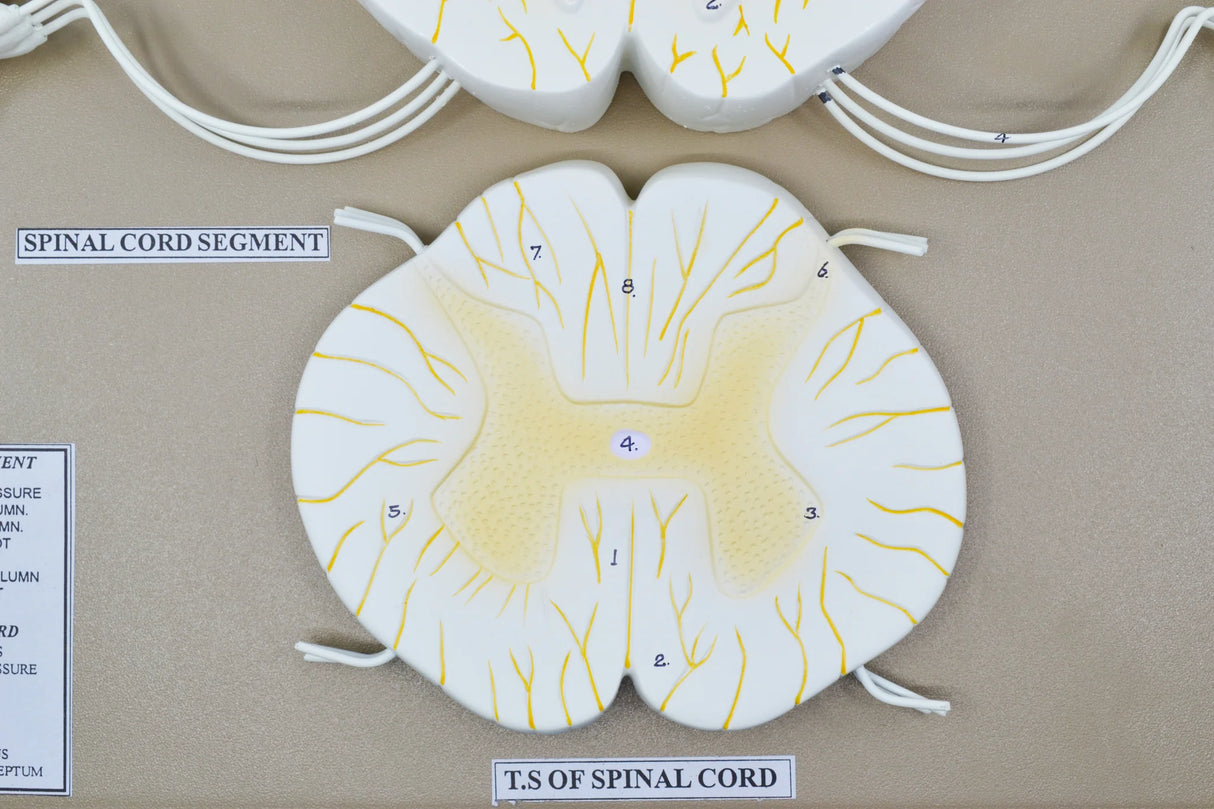 Spinal Cord Model 17 Inch Mounted, 10x Enlarged
