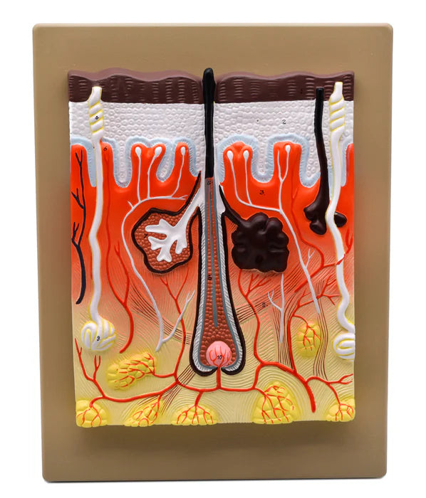 Human Skin Model, 300x Enlarged with Hair