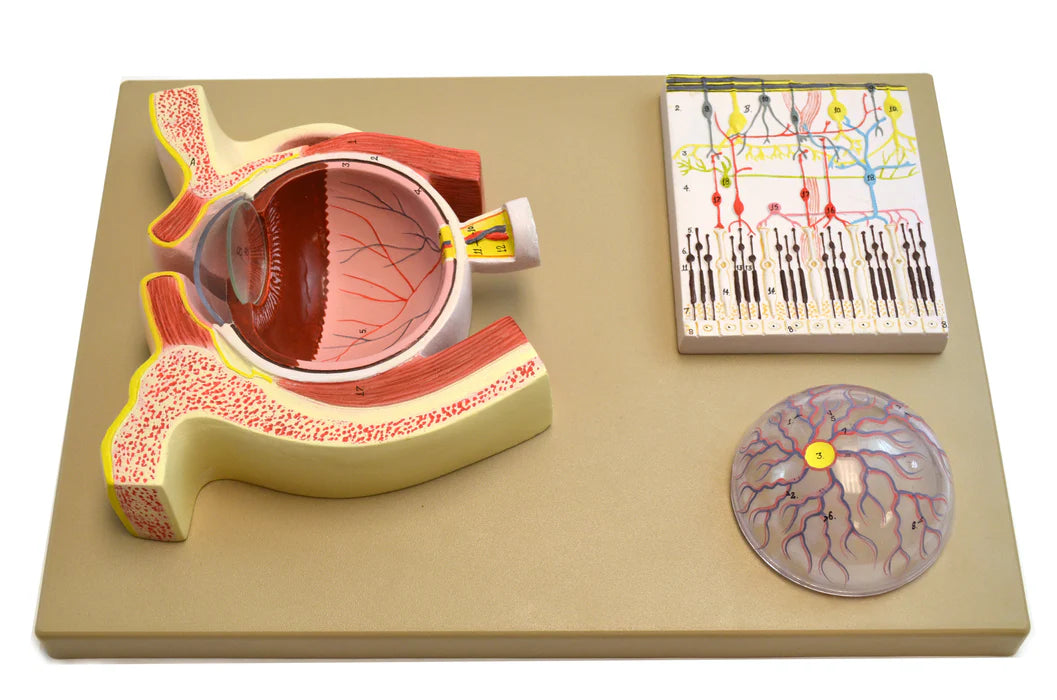 Human Eye Simulation Features and Specifications