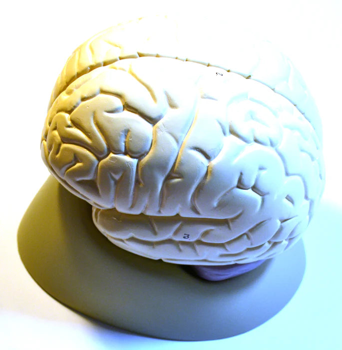Life- Size Human Brain Model, 2 Parts