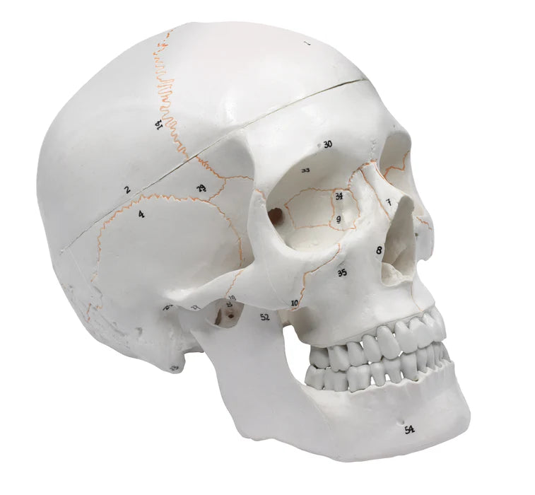 Full-Size Adult Human Skull Model with Removable Skull Cap, 3 Parts