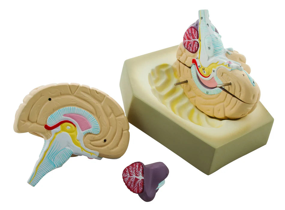 Human Brain Model, 4 Parts