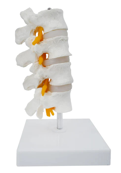 4 Lumbar Vertebrae with Nerve Branches Model 7.25" Tall on Base