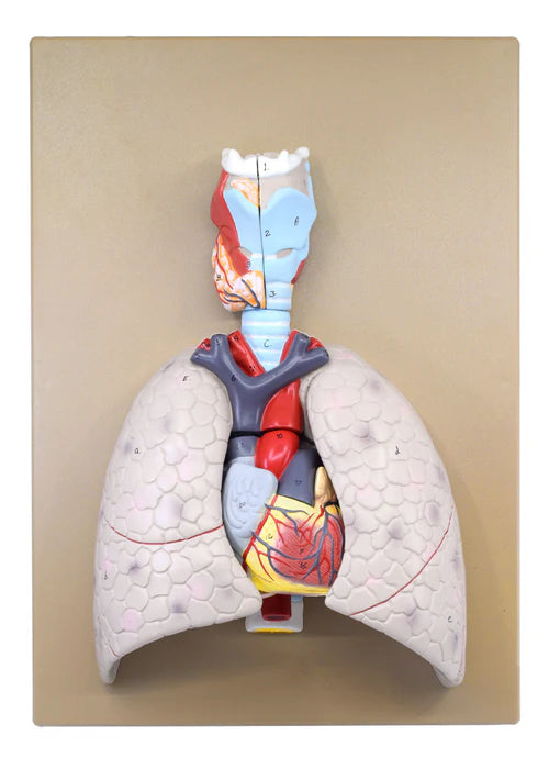 Human Lungs & Heart Model, 5 Parts