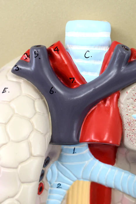 Human Lungs & Heart Model, 5 Parts