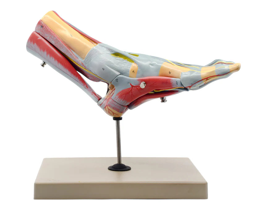Foot & Ankle, Muscle and Ligaments Model, 8 Part - Includes Mount