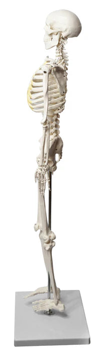 Human Skeleton Model Half Size Articulated Mandible, Rod Mounted