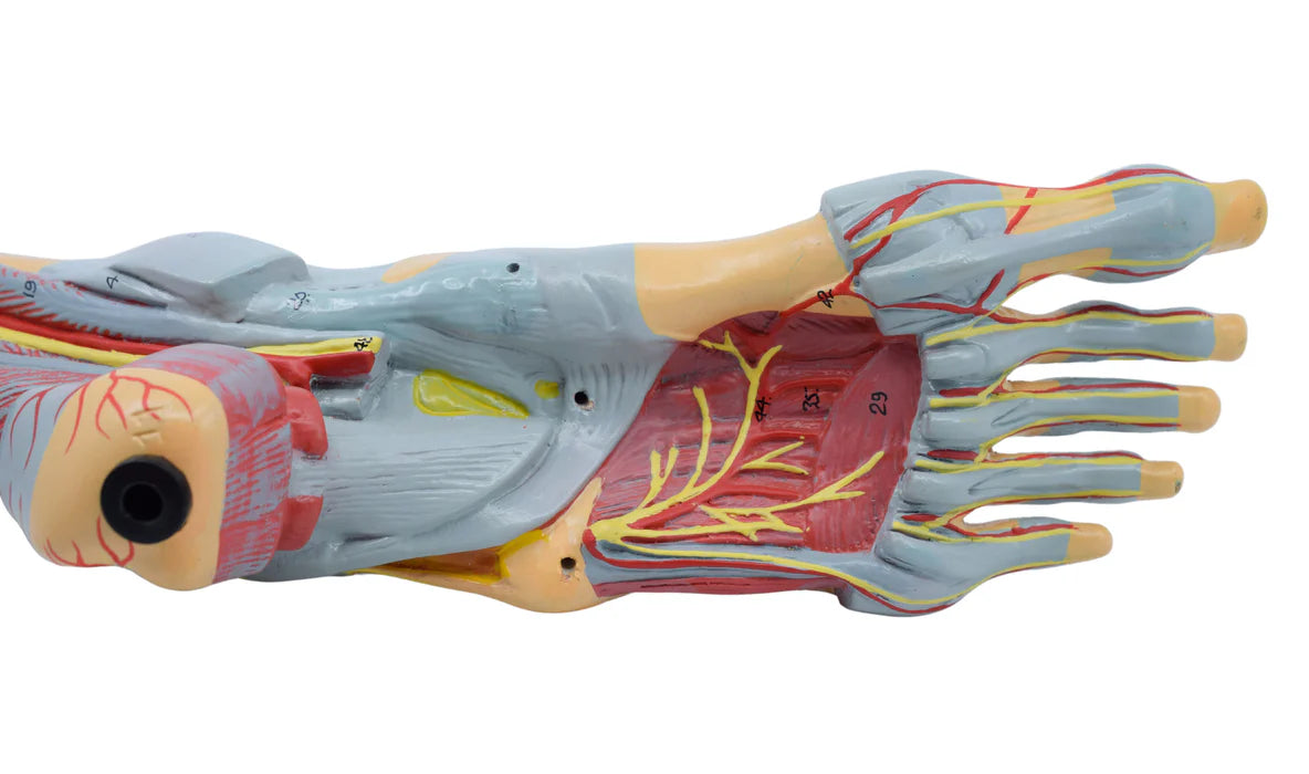 Foot & Ankle, Muscle and Ligaments Model, 8 Part - Includes Mount