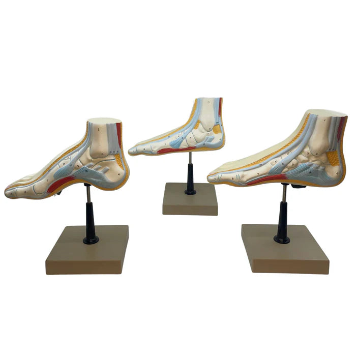 Cross Section of Foot Model, 3 Feet, 18 Features