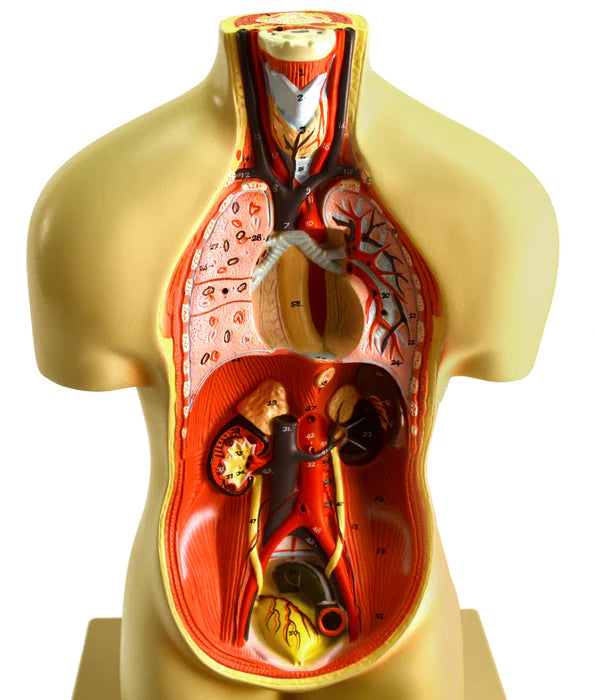 Miniature Human Torso Model Genderless, 12 Parts