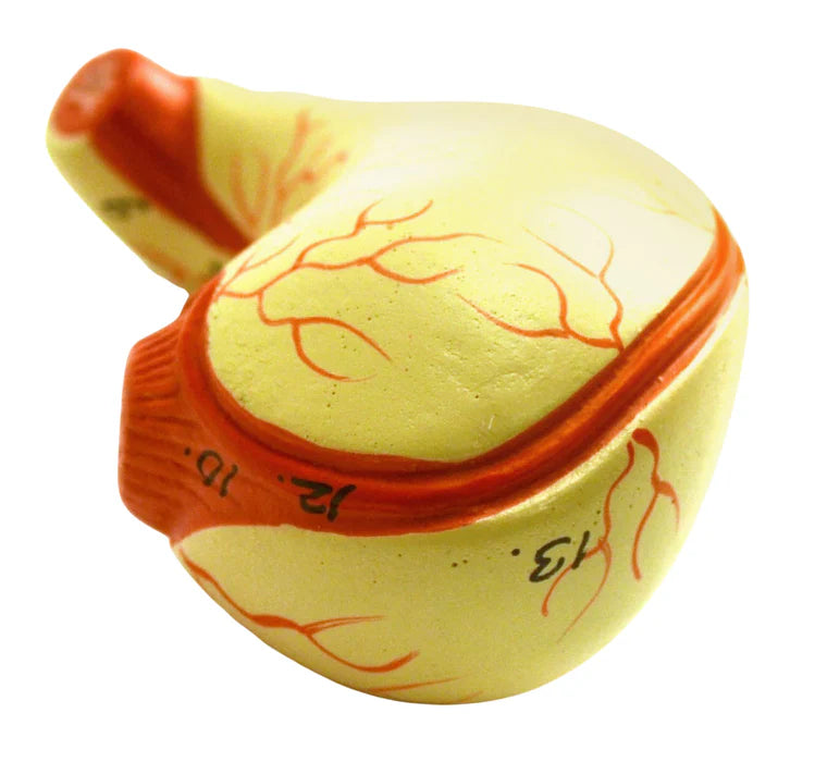 Miniature Human Torso Model Genderless, 12 Parts