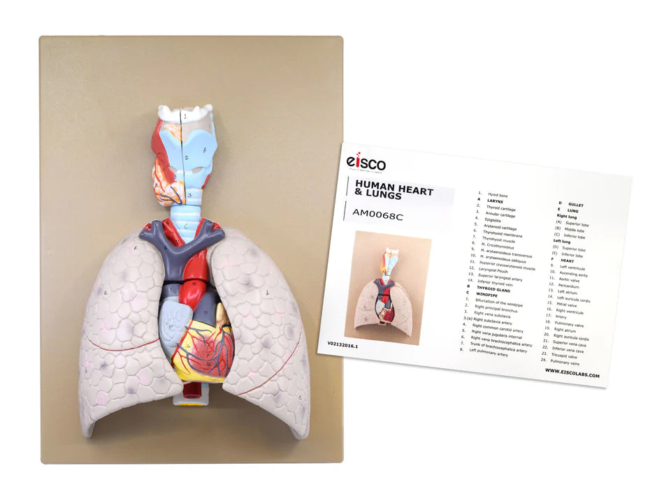 Human Lungs & Heart Model, 5 Parts