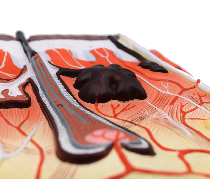 Human Skin Model, 300x Enlarged with Hair