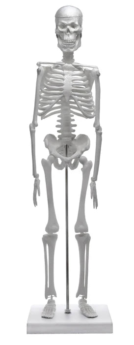 Miniature Human Skeleton Model, 17.5" Tall with Rod Mount & Stand