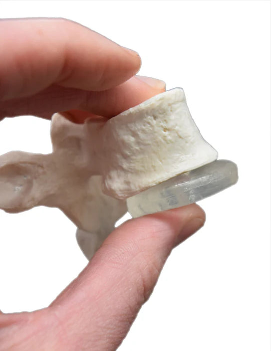 Disarticulated Human Spine Model, 47 Parts