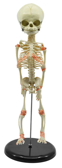 Mini Size Infant Fetus Skeleton Model, Single Skull, Rod Mounted