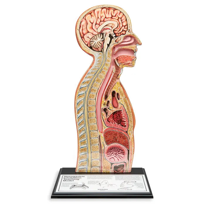 Nasogastric Intubation Model