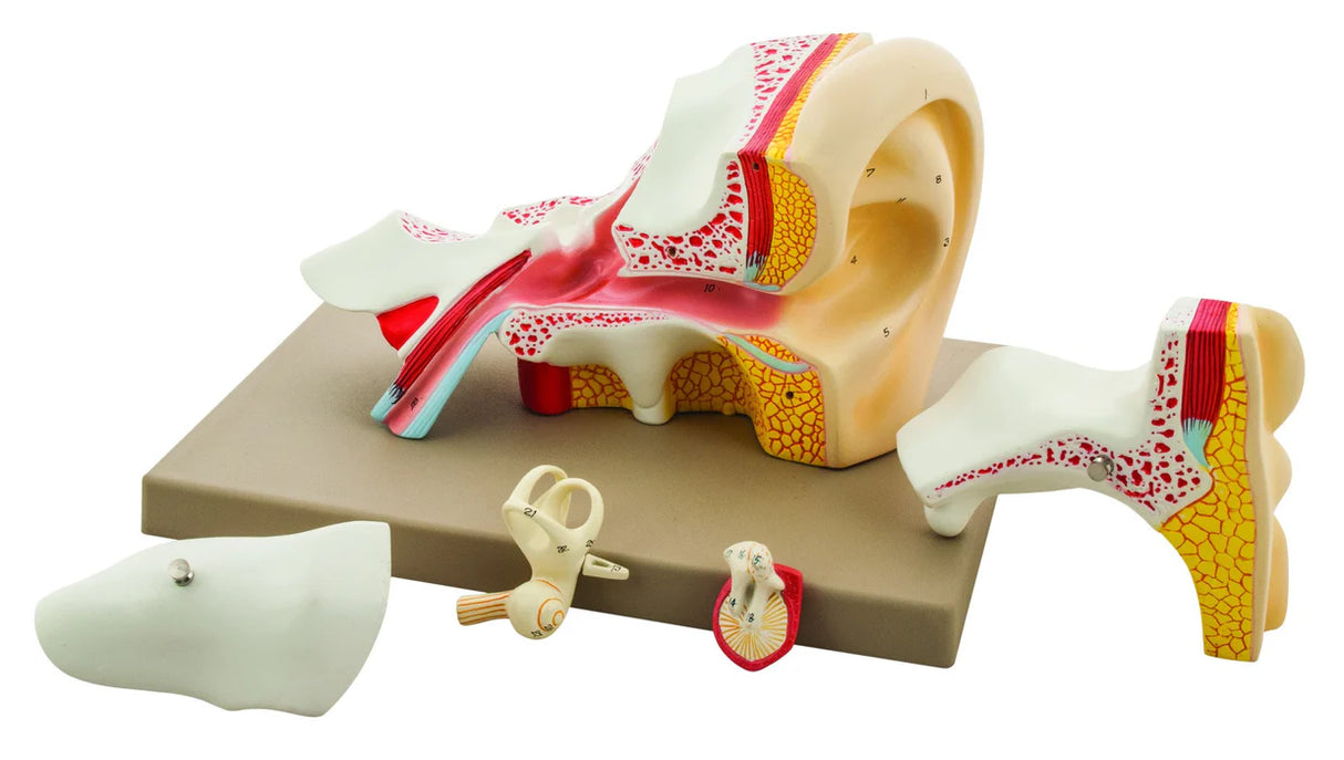 4x Life-Size Premium Human Ear Model, 5 Parts