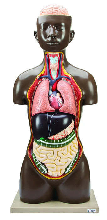 Life-Size Genderless Human Torso Model, 8 Parts