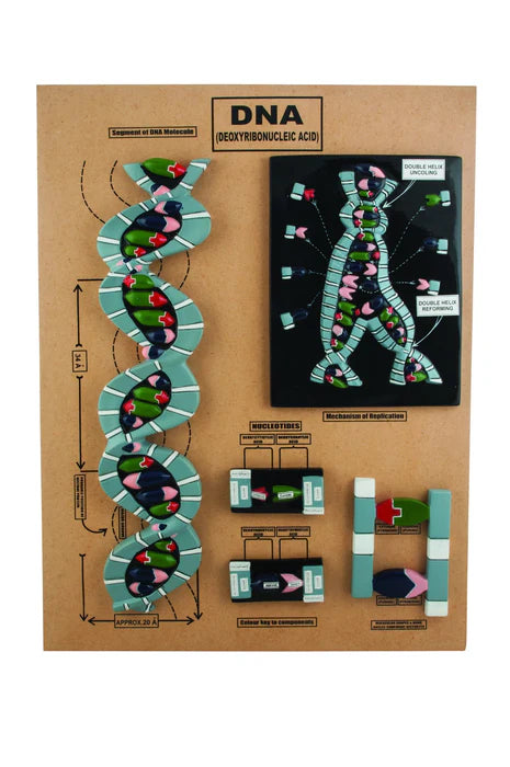 DNA Structure Model, 5 Parts Mounted on Base