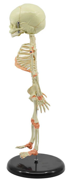 Mini Size Infant Fetus Skeleton Model, Single Skull, Rod Mounted