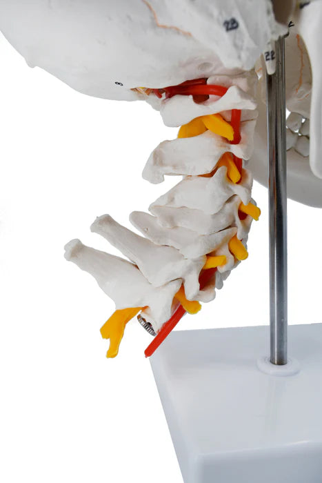 Numbered Skull Model 3D Brain Cervical Vertebrae Natural-Size