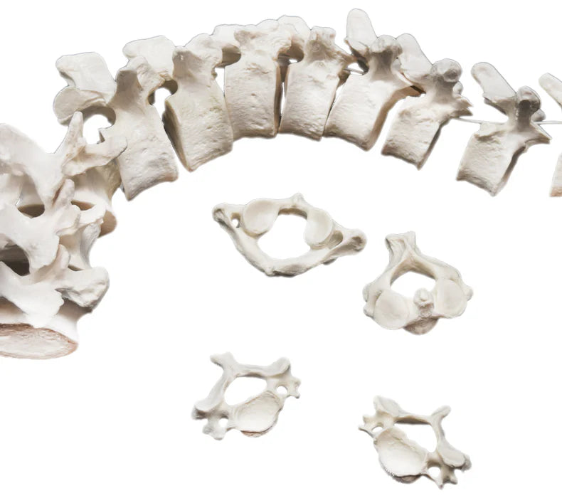 Disarticulated Human Spine Model, 47 Parts