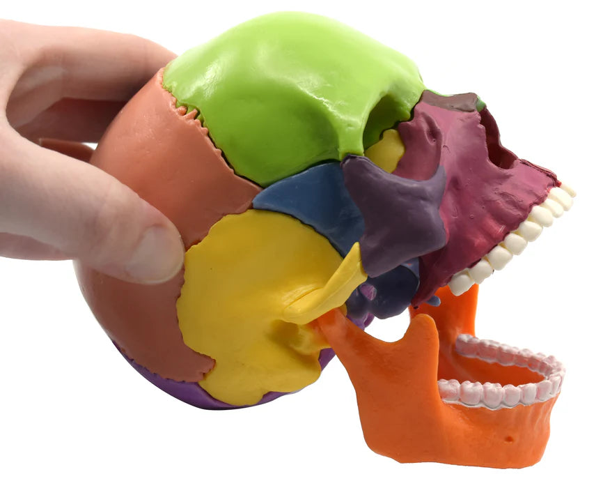 Didactic Mini Skull Multicolored 15 Pieces, Magnetic Mounting