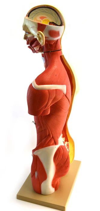 Life-Size Premium Human Torso with Muscles and Open Back, 19 Parts