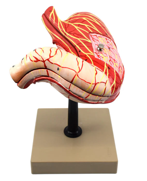 Human Stomach Model 3 Dimensional Sectional View, 2 Parts