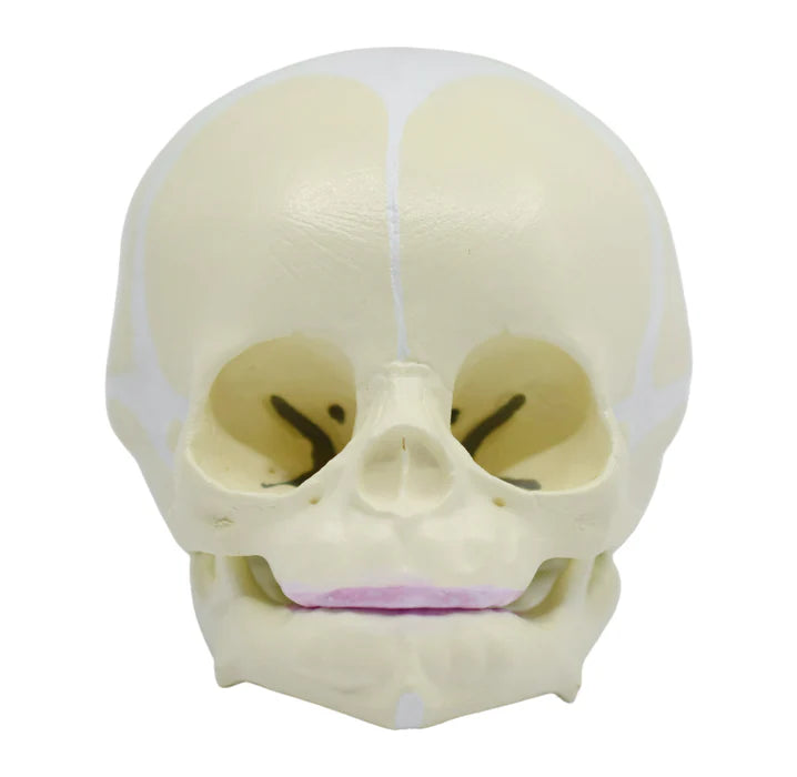 Life-Size Infant Human Skull Model with Articulated Mandible