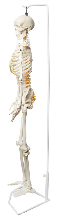 Human Skeleton Model Half Size with Nerve Endings, Hanging Mount