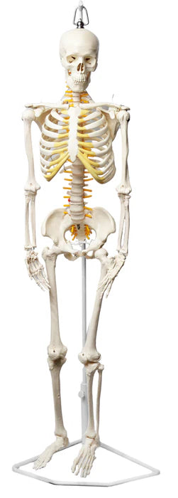 Human Skeleton Model Half Size with Nerve Endings, Hanging Mount