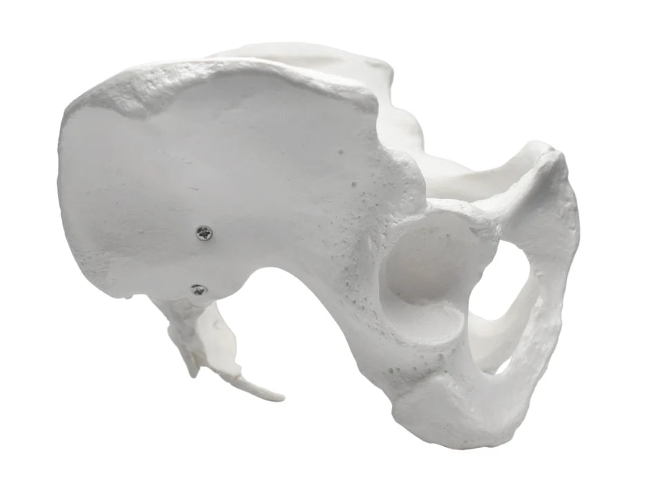 Female Pelvis Model Life Size, 3D Rendering