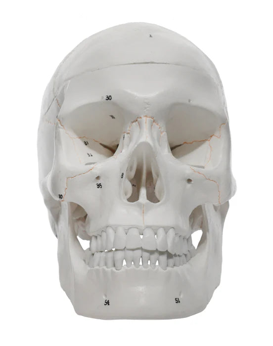 Full-Size Adult Human Skull Model with Removable Skull Cap, 3 Parts
