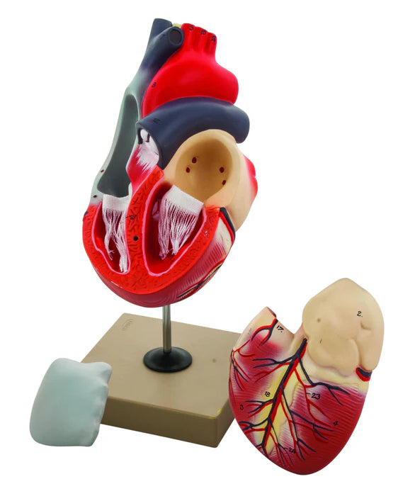 2x Life-Size Human Heart Model, 3 Parts