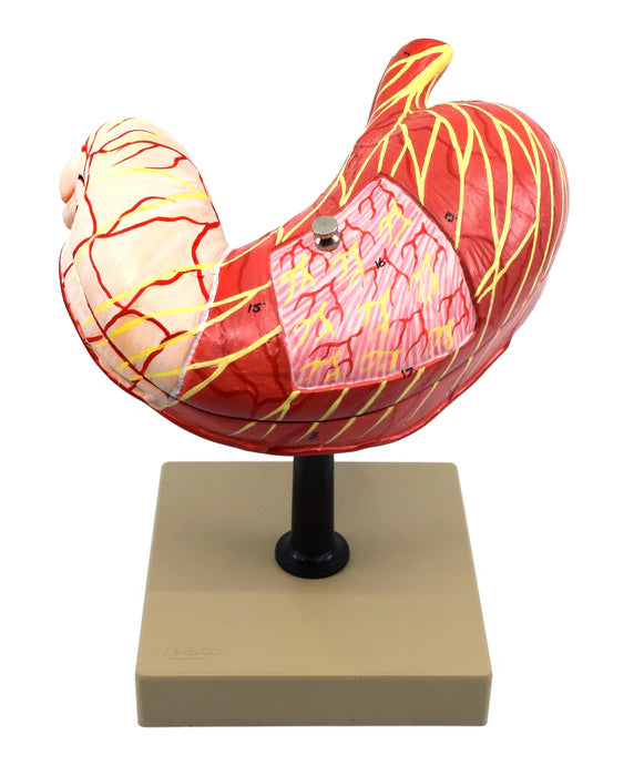 Human Stomach Model 3 Dimensional Sectional View, 2 Parts