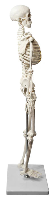 Human Skeleton Model Half Size Articulated Mandible, Rod Mounted