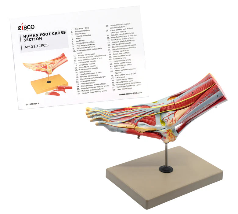 Foot & Ankle, Muscle and Ligaments Model, 8 Part - Includes Mount