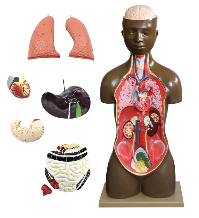 Life-Size Genderless Human Torso Model, 8 Parts